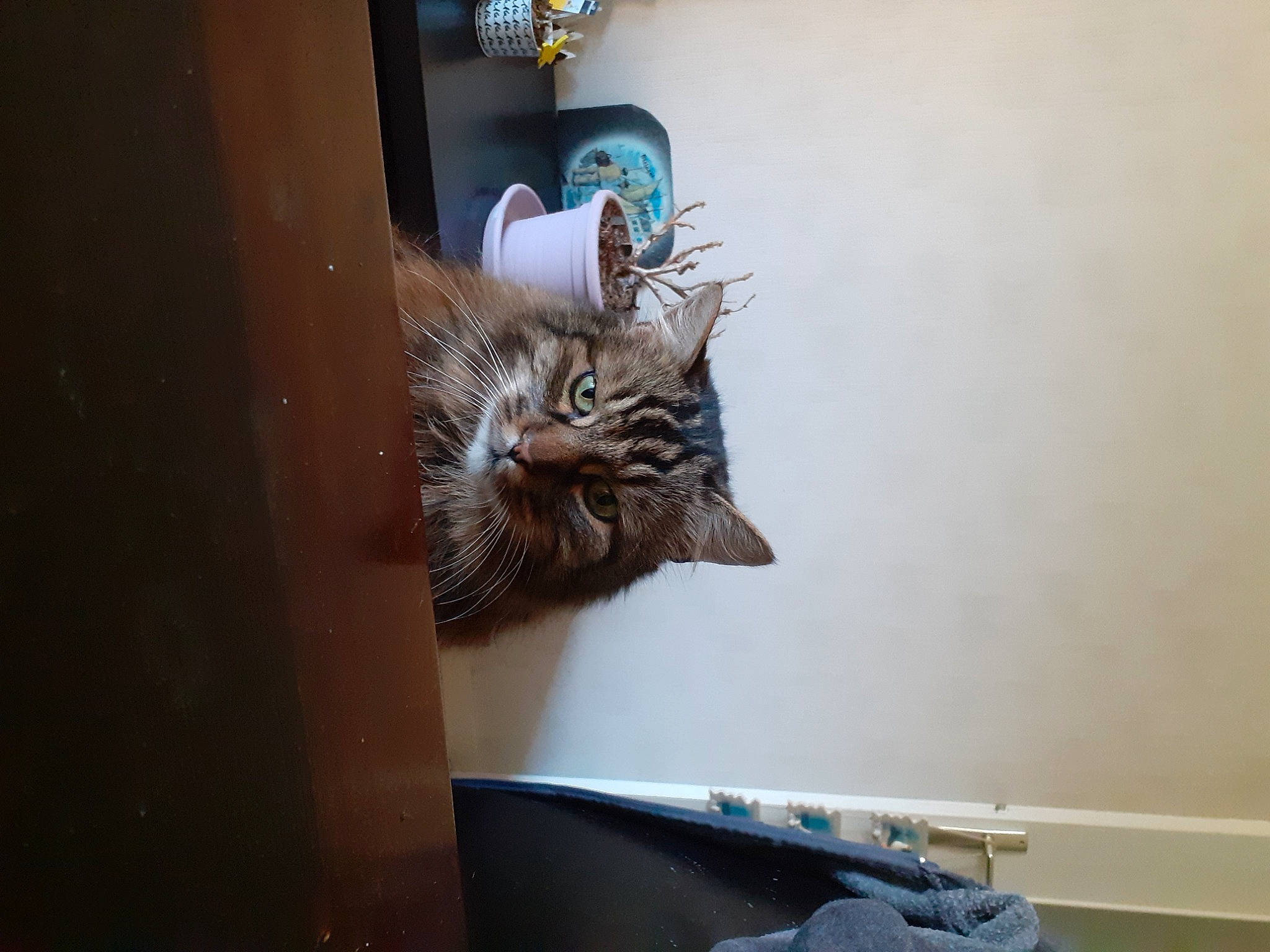 Juju participe au concours pour gagner de l'argent avec cette photo : carnivore, cat, domestic_short_haired_cat, door, felidae, floor, flooring, fur, grey, hardwood, office_supplies, room, small_to_medium_sized_cats, tail, terrestrial_animal, whiskers, window, wood