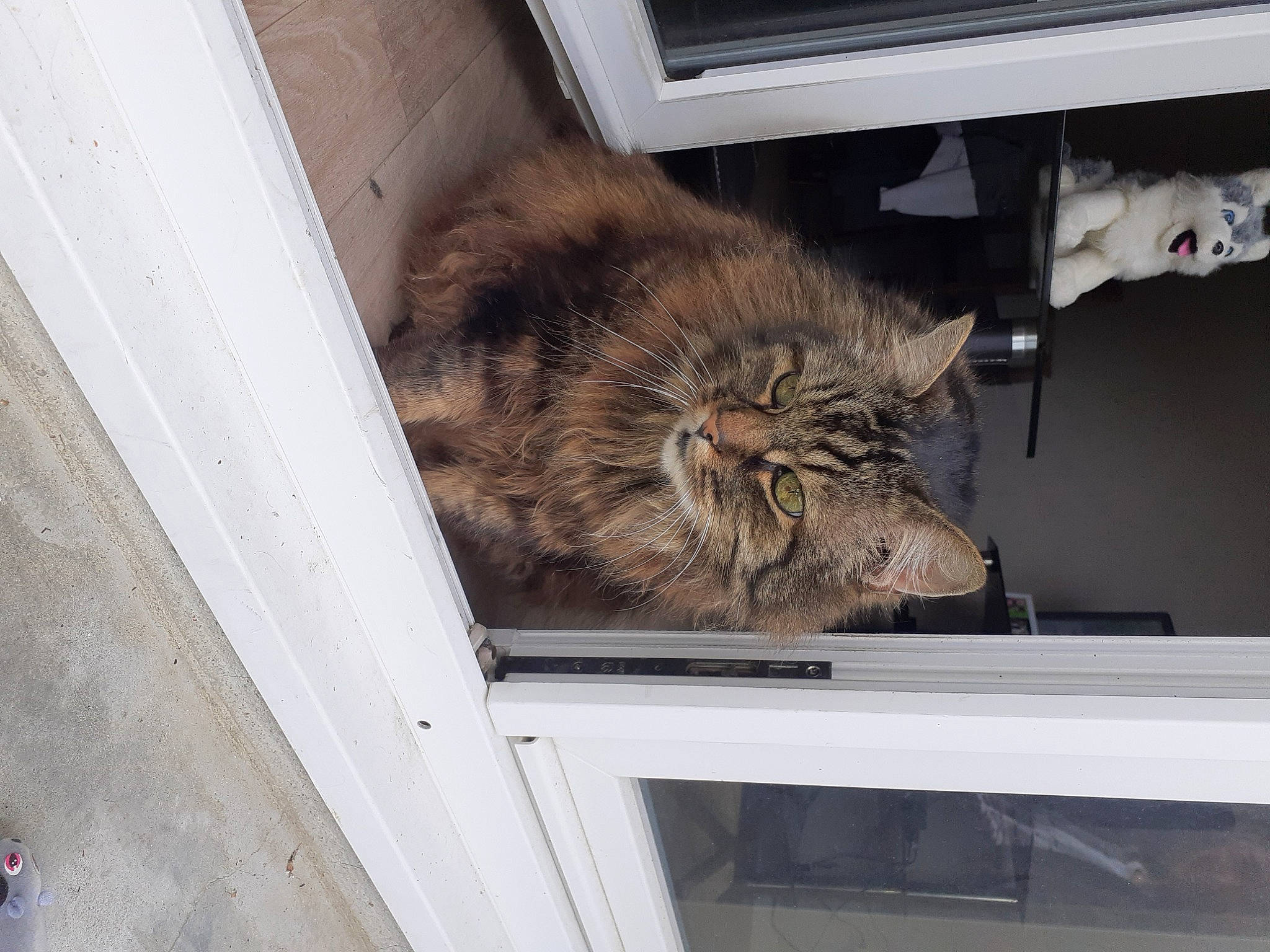 Juju a rejoint le concours — aidez-le/la à gagner de superbes lots ! big_cats, canidae, carnivore, cat, claw, domestic_short_haired_cat, door, fawn, felidae, fur, lion, lynx, sleep, small_to_medium_sized_cats, tail, terrestrial_animal, whiskers, wildlife, window, wood