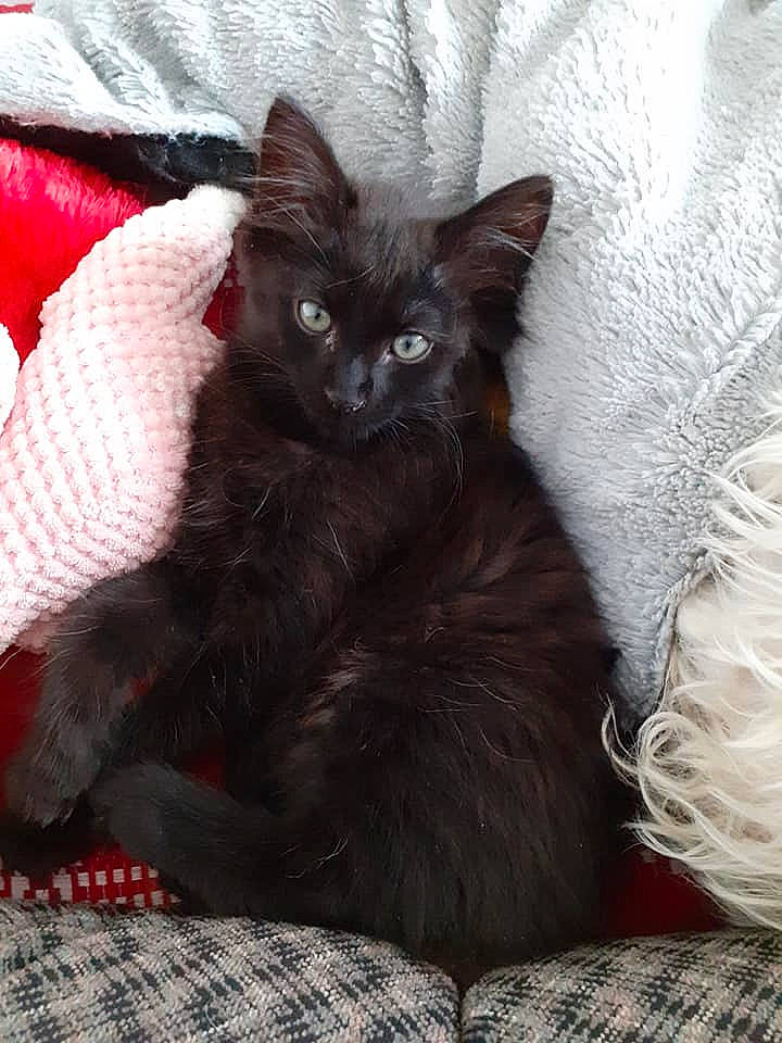 Roc participe au concours pour gagner de l'argent avec cette photo : black_cat, bombay, carnivore, cat, cat_supply, claw, comfort, domestic_short_haired_cat, felidae, fur, grey, pattern, paw, plaid, small_to_medium_sized_cats, tail, tartan, terrestrial_animal, whiskers