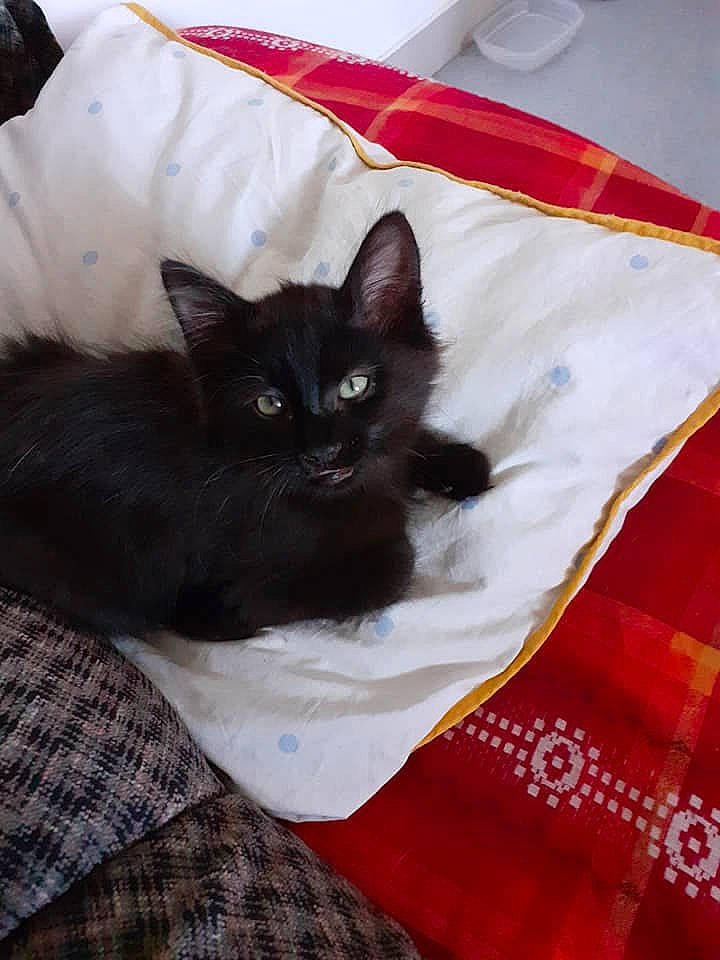 Roc participe au concours pour gagner de l'argent avec cette photo : bed, black_cat, bombay, carnivore, cat, cat_supply, comfort, couch, domestic_short_haired_cat, fawn, felidae, fur, grey, pattern, plaid, small_to_medium_sized_cats, tail, tartan, textile, whiskers