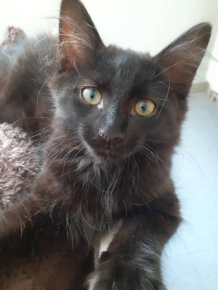 Roc participe au concours pour gagner de l'argent avec cette photo : black_cat, bombay, carnivore, cat, claw, domestic_short_haired_cat, felidae, fur, mammal, small_to_medium_sized_cats, snout, tail, terrestrial_animal, whiskers