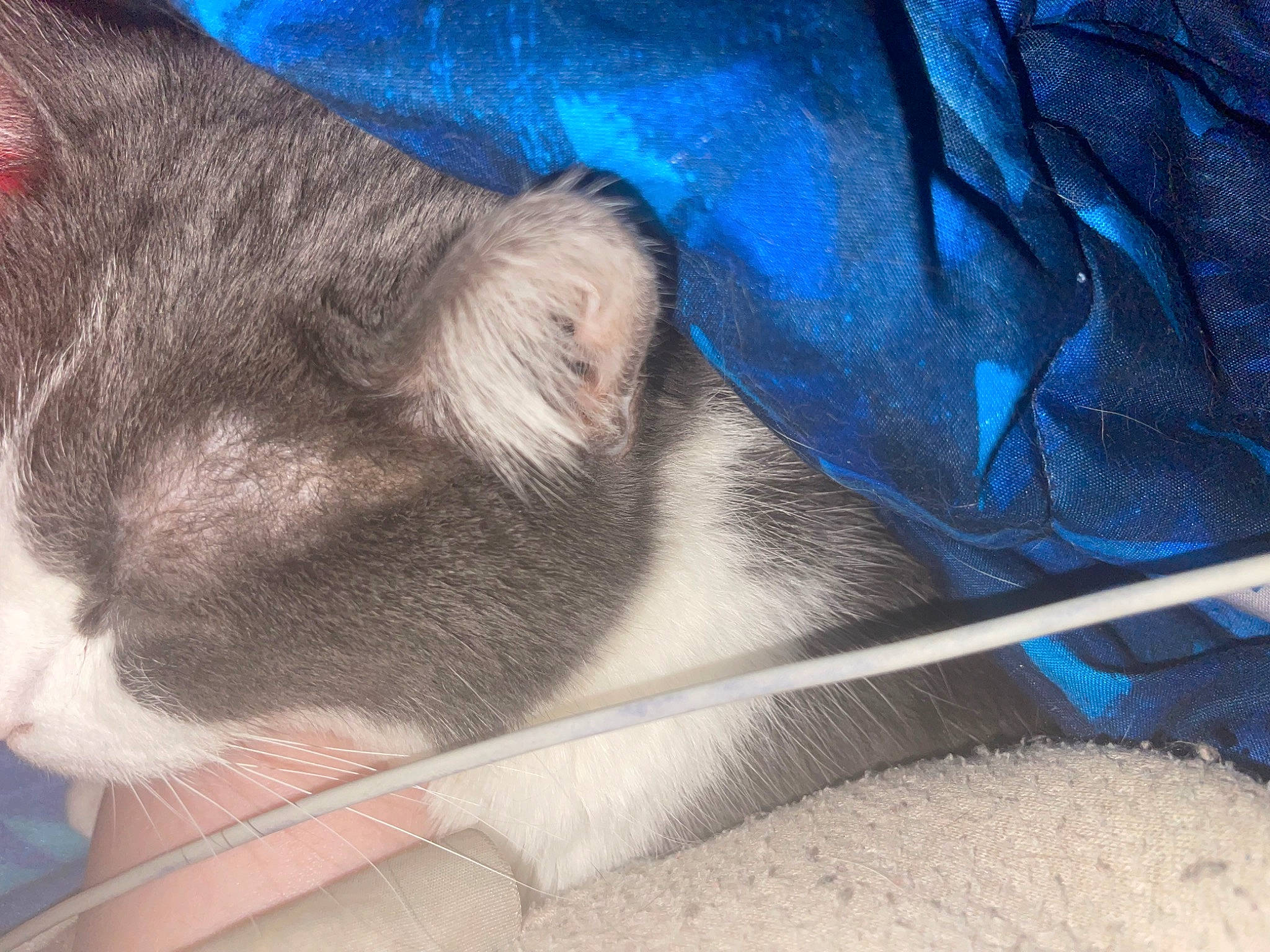 Houdini is registered to the contest to win money with this photo: carnivore, cat, cat_supply, claw, cloud, comfort, domestic_short_haired_cat, electric_blue, felidae, fur, linens, nap, paw, pet_supply, small_to_medium_sized_cats, snout, tail, whiskers