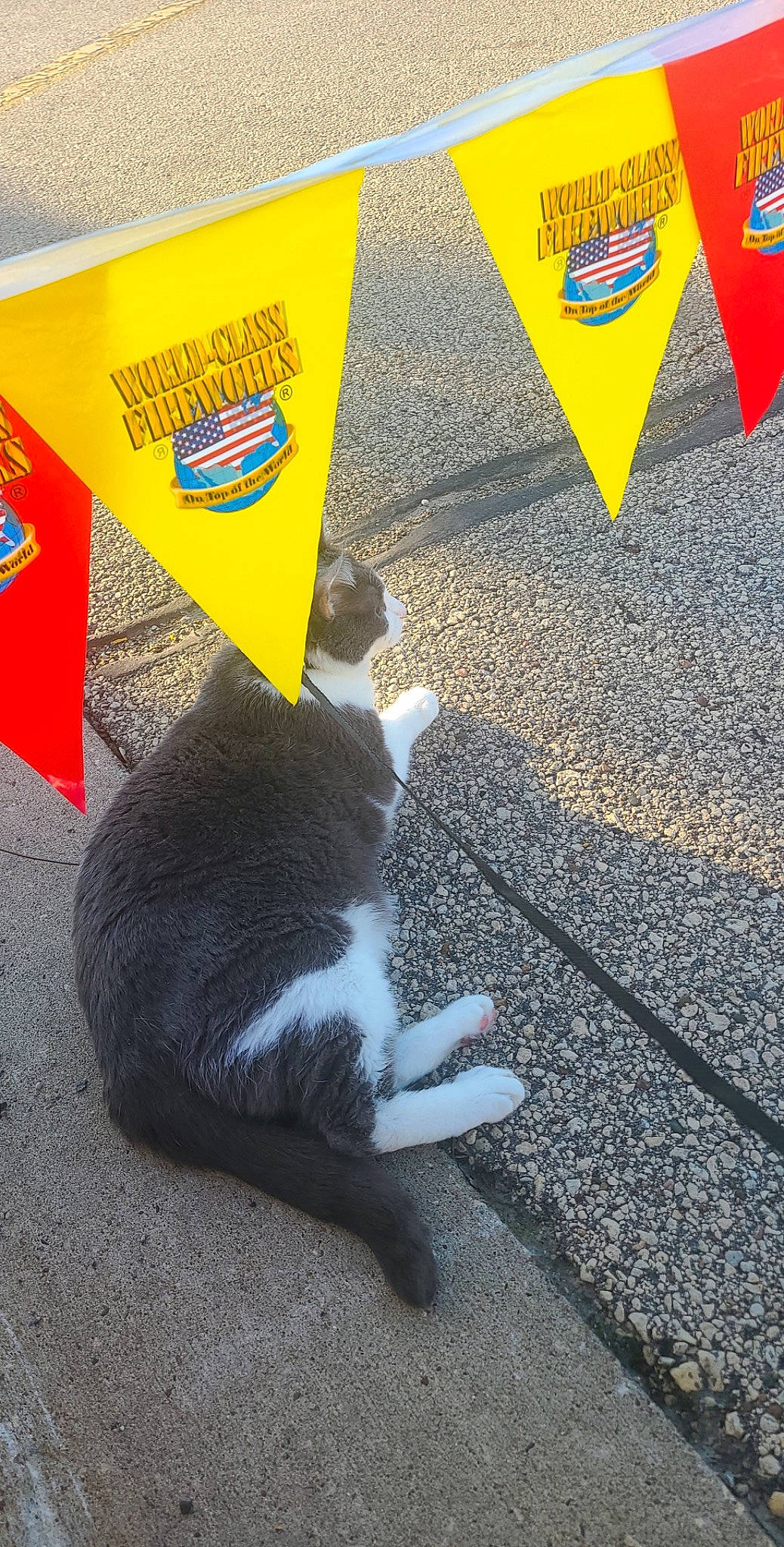 Houdini is registered to the contest to win money with this photo: asphalt, automotive_wheel_system, carnivore, cat, domestic_short_haired_cat, felidae, flooring, font, fur, grass, logo, road, road_surface, sidewalk, sign, small_to_medium_sized_cats, tail, tar, whiskers, yellow