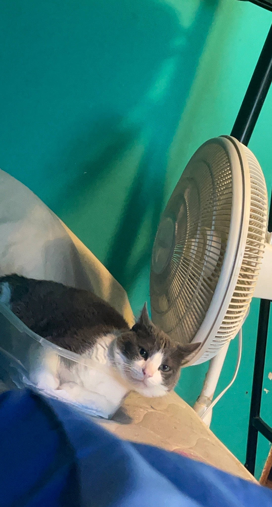 Houdini is registered to the contest to win money with this photo: art, audio_equipment, automotive_lighting, cat, comfort, domestic_short_haired_cat, felidae, home_appliance, mechanical_fan, sitting, small_to_medium_sized_cats, street_light, tail, whiskers, wing