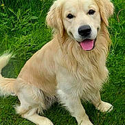 Angus joined the competition — help win amazing prizes! dog, golden_retriever, grass, outdoor, happy, tongue_out, pet, canine, nature, greenery, animal, fur, sitting, smiling, friendly, playful, summer, leaf, yellow_flower, closeup