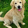 dog, golden_retriever, grass, outdoor, happy, tongue_out, pet, canine, nature, greenery, animal, fur, sitting, smiling, friendly, playful, summer, leaf, yellow_flower, closeup