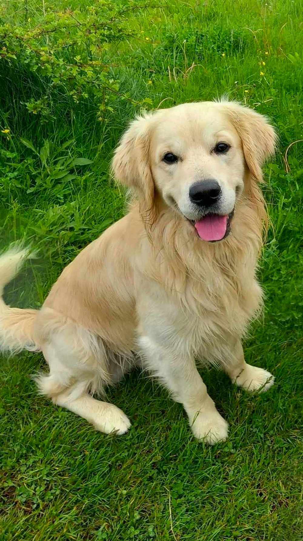 Angus joined the competition — help win amazing prizes! dog, golden_retriever, grass, outdoor, happy, tongue_out, pet, canine, nature, greenery, animal, fur, sitting, smiling, friendly, playful, summer, leaf, yellow_flower, closeup