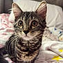 Alice is registered to the contest to win money with this photo: cat, kitten, tabby, whiskers, animal, pet, fur, ears, eyes, bed, blanket, pillow, indoor, cute, young, feline, domestic, sleeping_area, cozy, closeup