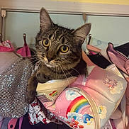 Alice joined the competition — help win amazing prizes! cat, tabby_cat, purse, rainbow, clothing, bag, hanger, indoor, curious, pet, whiskers, feline, colorful, patterned, fabric, cute, closeup, domestic_animal, accessories, playful