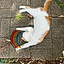 animal, cat, colorful, digital_art, ground, leaf, nature, orange_and_white, outdoor, pavement, paw, pet, playful, rainbow, relaxed, stone, stretching, sunlight, tail, whimsical