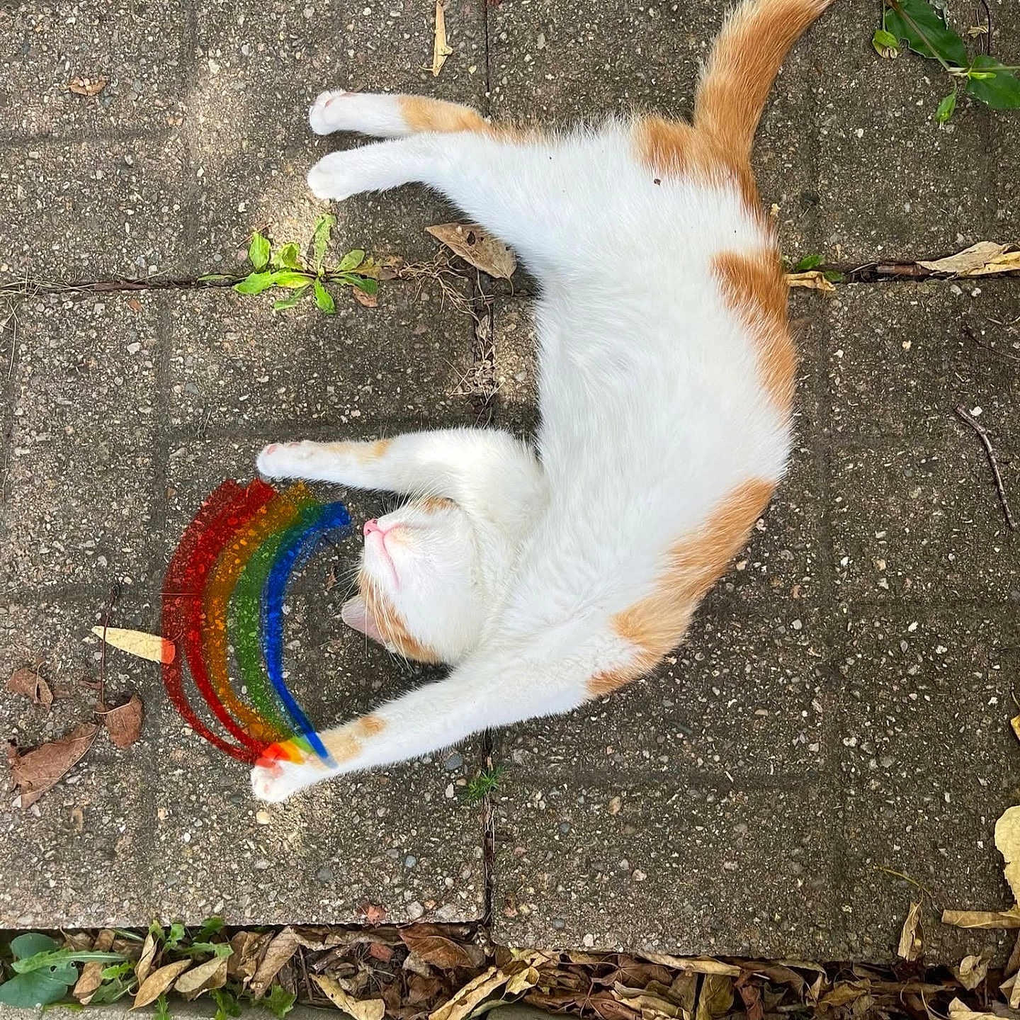Kitty joined the competition — help win amazing prizes! animal, cat, colorful, digital_art, ground, leaf, nature, orange_and_white, outdoor, pavement, paw, pet, playful, rainbow, relaxed, stone, stretching, sunlight, tail, whimsical