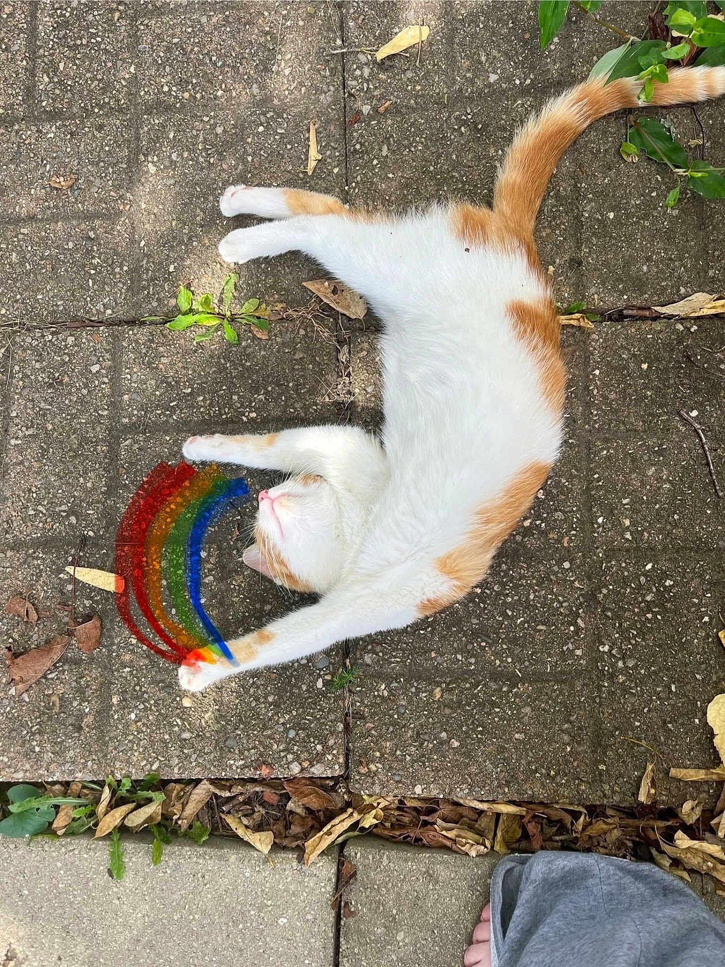 Kitty
