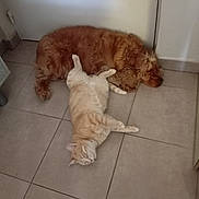 O Mallley participe au concours pour gagner de l'argent avec cette photo : animal, brown_dog, cat, companion, cozy, cream_cat, cute, dog, domestic, floor, friendship, fur, indoor, napping, pet, quiet, relaxed, resting, sleeping, tile