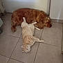 animal, brown_dog, cat, companion, cozy, cream_cat, cute, dog, domestic, floor, friendship, fur, indoor, napping, pet, quiet, relaxed, resting, sleeping, tile