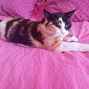 Gribouille participe au concours pour gagner de l'argent avec cette photo : cat, calico_cat, pet, animal, feline, bed, pink, pillow, resting, stretching, fur, whiskers, indoor, cozy, comfortable, cute, domestic_animal, sleepy, relaxed, soft