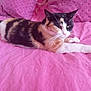 cat, calico_cat, pet, animal, feline, bed, pink, pillow, resting, stretching, fur, whiskers, indoor, cozy, comfortable, cute, domestic_animal, sleepy, relaxed, soft