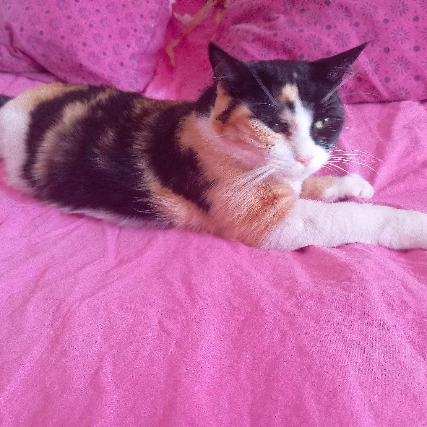 Gribouille participe au concours pour gagner de l'argent avec cette photo : animal, bed, calico_cat, cat, comfortable, cozy, cute, domestic_animal, feline, fur, indoor, pet, pillow, pink, relaxed, resting, sleepy, soft, stretching, whiskers