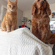 Macou a rejoint le concours — aidez-le/la à gagner de superbes lots ! animal, blanket, brown_dog, calm, cat, cozy, curly_fur, decor, dog, figurine, furniture, hat, indoor, living_room, orange_cat, orange_tabby, pet, sitting, texture, wall_art