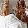 animal, blanket, brown_dog, calm, cat, cozy, curly_fur, decor, dog, figurine, furniture, hat, indoor, living_room, orange_cat, orange_tabby, pet, sitting, texture, wall_art