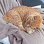 animal, blanket, cat, chair, cozy, curled_up, cushion, cute, domestic, feline, fur, indoor, orange_tabby, paw, pet, relaxation, resting, sleeping, soft_texture, whiskers