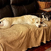 Baby is registered to the contest to win money with this photo: dog, dogs, couch, blanket, living_room, leather_couch, basket, side_table, armchair, resting, relaxing, brown, tan_dog, black_and_white_dog, wood_floor, patterned_rug, indoor, pet, companion, cozy