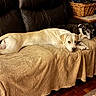 dog, dogs, couch, blanket, living_room, leather_couch, basket, side_table, armchair, resting, relaxing, brown, tan_dog, black_and_white_dog, wood_floor, patterned_rug, indoor, pet, companion, cozy