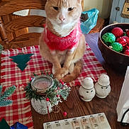 Butterscotch joined the competition — help win amazing prizes! cat, ginger_cat, red_sweater, table, wooden_chair, holiday_decorations, christmas_ornaments, salt_shakers, pepper_shakers, pill_organizer, candle_holder, pine_berries, checkered_tablecloth, wooden_furniture, festive, indoor, pet, holiday, decor, cozy