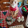 cat, ginger_cat, red_sweater, table, wooden_chair, holiday_decorations, christmas_ornaments, salt_shakers, pepper_shakers, pill_organizer, candle_holder, pine_berries, checkered_tablecloth, wooden_furniture, festive, indoor, pet, holiday, decor, cozy