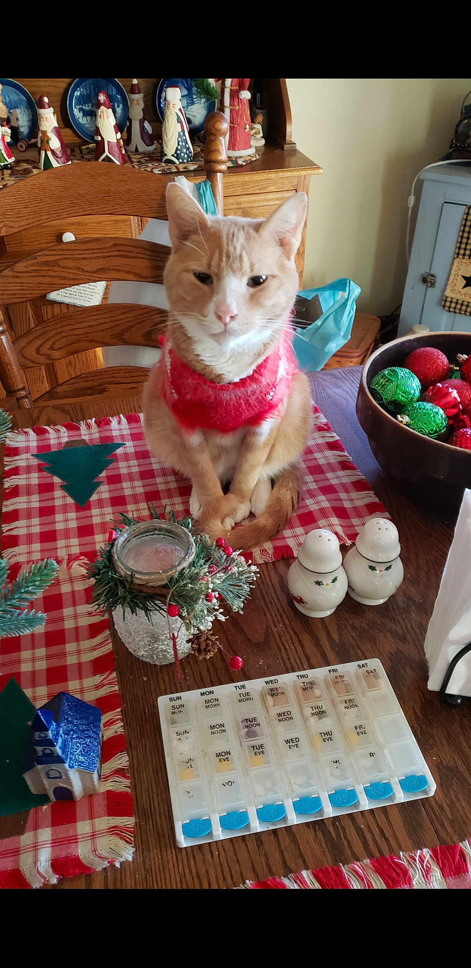 Butterscotch joined the competition — help win amazing prizes! cat, ginger_cat, red_sweater, table, wooden_chair, holiday_decorations, christmas_ornaments, salt_shakers, pepper_shakers, pill_organizer, candle_holder, pine_berries, checkered_tablecloth, wooden_furniture, festive, indoor, pet, holiday, decor, cozy