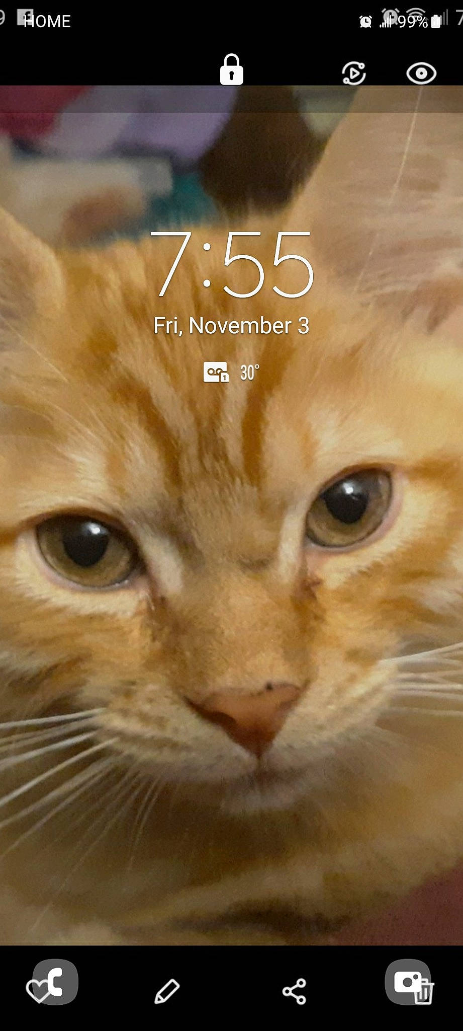 Farmer is registered to the contest to win money with this photo: art, carnivore, cat, domestic_short_haired_cat, eyelash, fawn, felidae, font, fur, happy, paw, photo_caption, publication, small_to_medium_sized_cats, tail, terrestrial_animal, whiskers, wildlife, wood