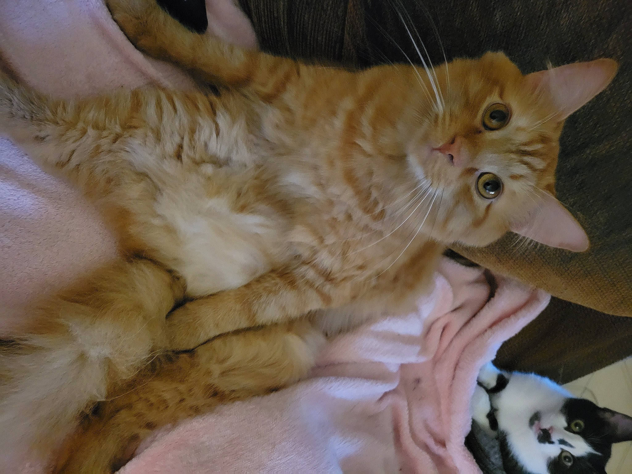 Farmer is registered to the contest to win money with this photo: bed, carnivore, cat, claw, comfort, domestic_short_haired_cat, ear, fawn, felidae, fur, gesture, paw, small_to_medium_sized_cats, tail, whiskers