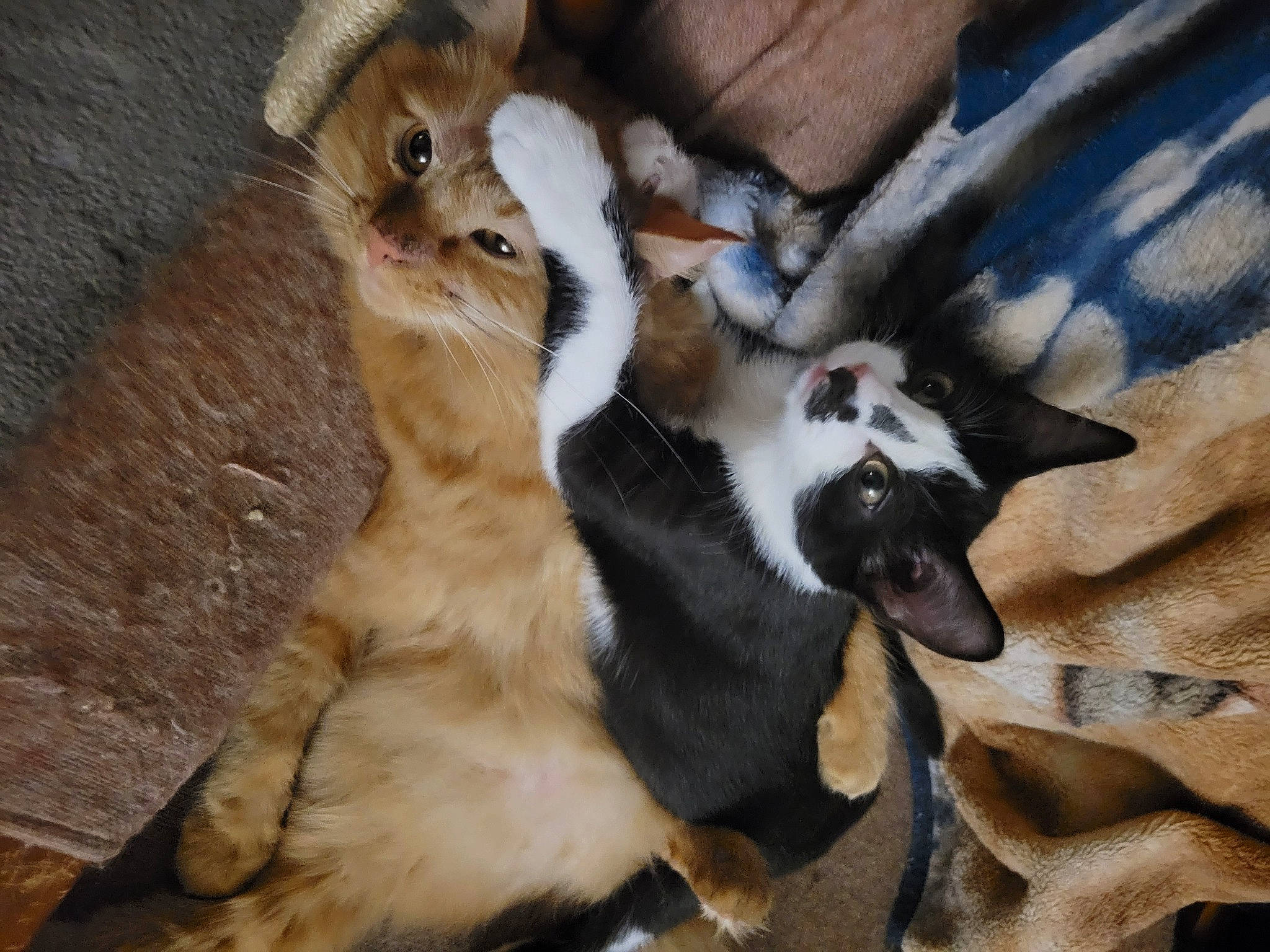 Farmer joined the competition — help win amazing prizes! canidae, carnivore, cat, claw, comfort, dog_breed, domestic_short_haired_cat, fawn, felidae, fur, hardwood, paw, small_to_medium_sized_cats, snout, sporting_group, tail, terrestrial_animal, whiskers, wildlife, wood