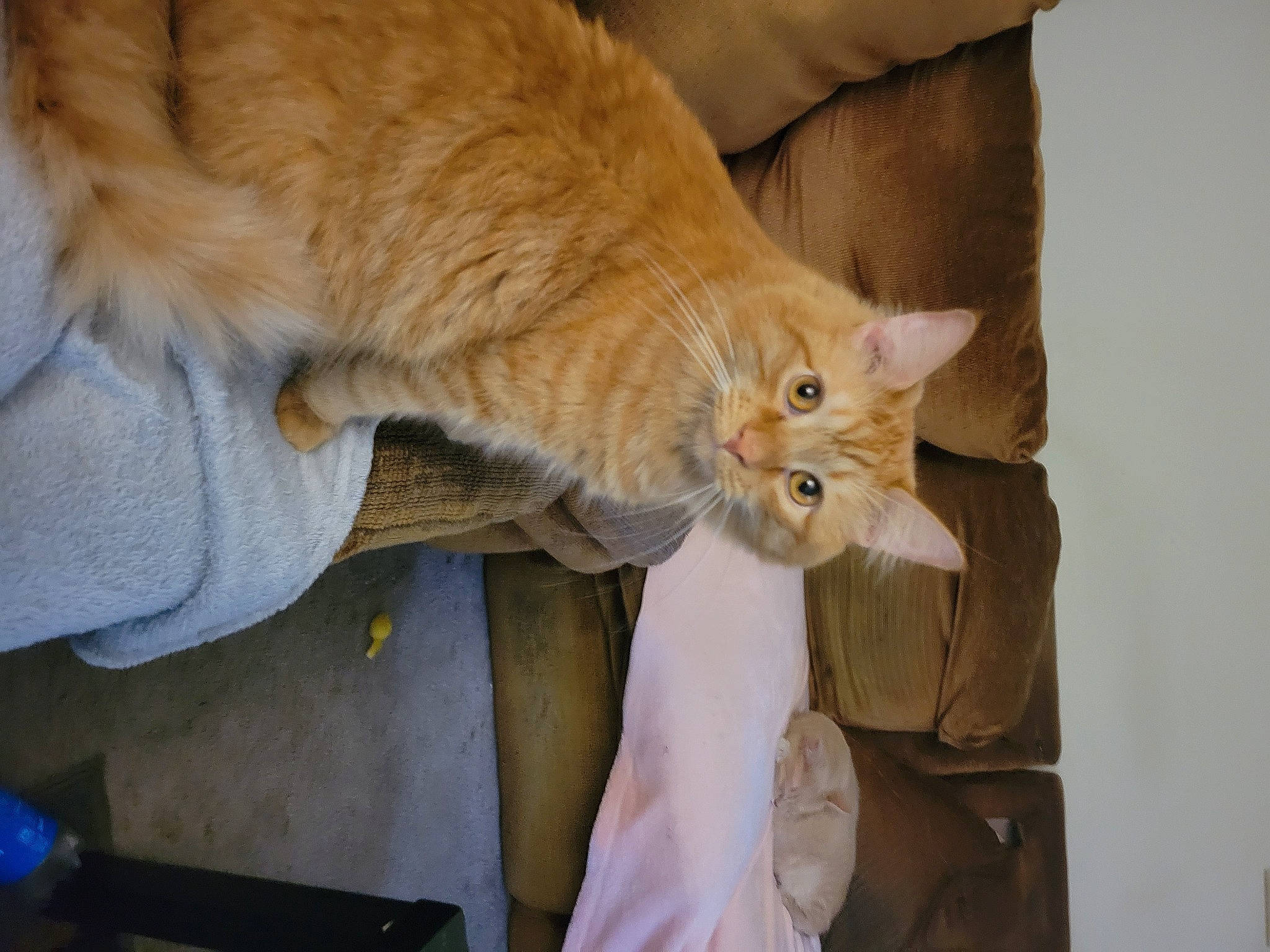 Farmer is registered to the contest to win money with this photo: box, cardboard, carnivore, cat, claw, comfort, couch, domestic_short_haired_cat, fawn, felidae, fur, gesture, nap, paw, room, small_to_medium_sized_cats, tail, whiskers, wood