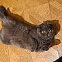 Mei a rejoint le concours — aidez-le/la à gagner de superbes lots ! cat, scottish_fold, gray_cat, pet, animal, floor, parquet_floor, indoor, cute, fluffy, wide_eyes, yellow_eyes, shadow, lying_down, relaxed, feline, domestic_animal, whiskers, ears, paws
