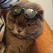Mei participe au concours pour gagner de l'argent avec cette photo : cat, gray_cat, sunglasses, pet, animal, feline, close_up, fur, whiskers, amber_eyes, cute, domestic_cat, portrait, indoor, resting, hand, human_arm, striped_clothing, fashion_accessory, calm