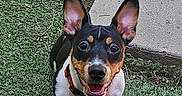 Watson is registered to the contest to win money with this photo: dog, puppy, small_dog, black_and_white, brown_markings, collar, tag, artificial_grass, concrete_path, sunlight, shadow, outdoor, pet, cute, happy, looking_up, ears_up, front_paws, smiling, playful