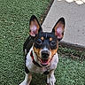 dog, puppy, small_dog, black_and_white, brown_markings, collar, tag, artificial_grass, concrete_path, sunlight, shadow, outdoor, pet, cute, happy, looking_up, ears_up, front_paws, smiling, playful