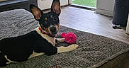 Watson joined the competition — help win amazing prizes! animal, blanket, chew_bone, collar, couch, dog, door, ears, fence, floor, home, indoor, light, living_room, pet, playful, resting, toy, window, wood_floor