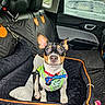 Watson joined the competition — help win amazing prizes! dog, puppy, pet_bed, car_interior, harness, bowtie, toy, window, seat, headrest, quilted_cover, leash, black, orange_trim, white, brown, black_and_tan, cute, alert, indoor