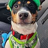 Watson is registered to the contest to win money with this photo: dog, pet, green_cap, harness, car_seat, dinosaur_pattern, black_and_white_fur, red_collar, close_up, animal, cute, attentive, indoor, seatbelt, vehicle_interior, whiskers, ears, face, eyes, nose