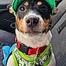 dog, pet, green_cap, harness, car_seat, dinosaur_pattern, black_and_white_fur, red_collar, close_up, animal, cute, attentive, indoor, seatbelt, vehicle_interior, whiskers, ears, face, eyes, nose