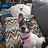 Watson is registered to the contest to win money with this photo: dog, pet, couch, pillow, blanket, collar, ear, fur, indoor, living_room, cushion, stuffed_animal, black_and_white, small_dog, cute, animal, household, cozy, companion, curious