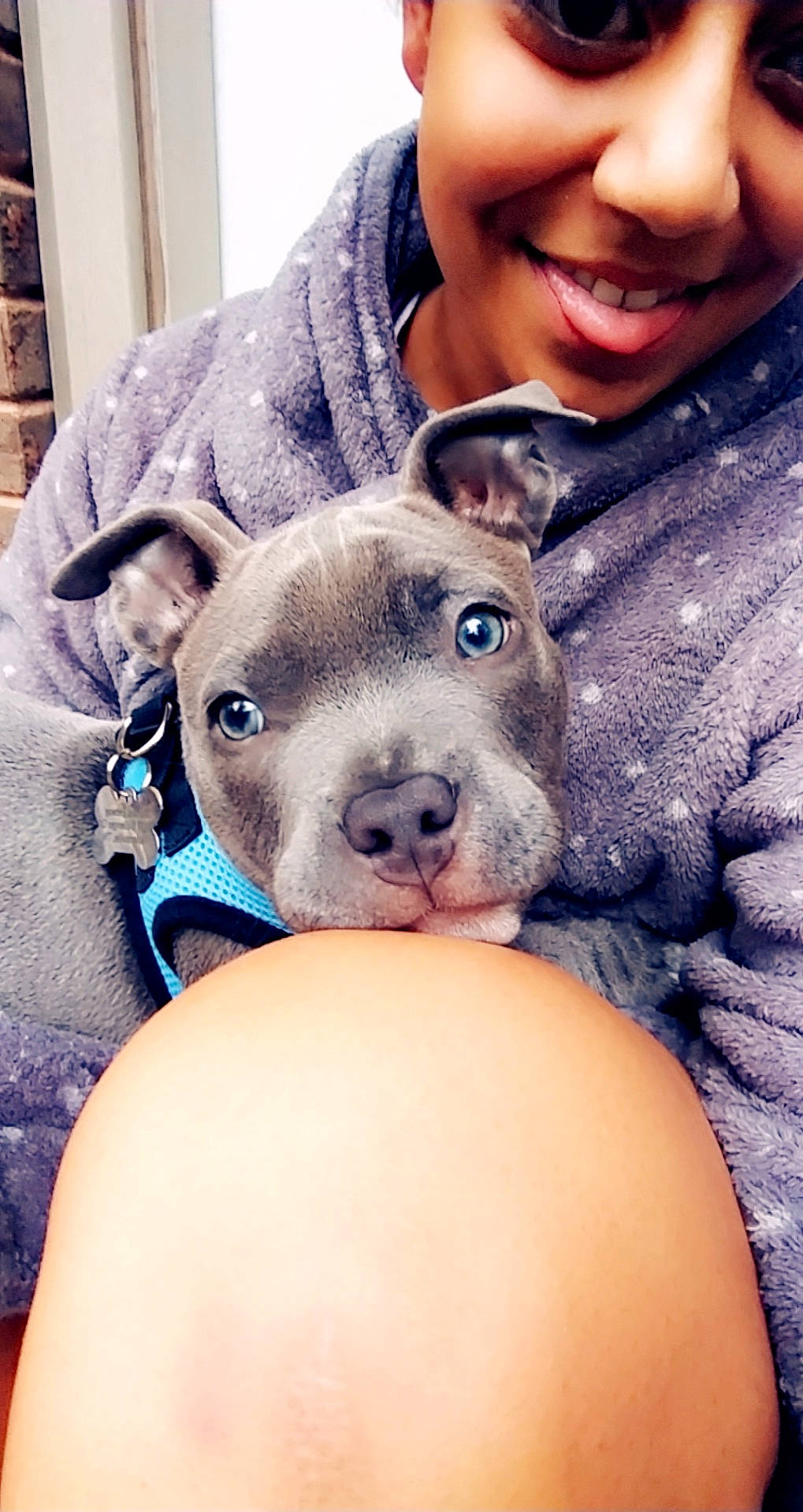 Henny joined the competition — help win amazing prizes! canidae, carnivore, close_up, comfort, companion_dog, dog, dog_breed, eye, fawn, fur, happy, mouth, nose, selfie, skin, smile, snout, sporting_group, stuffed_toy, whiskers