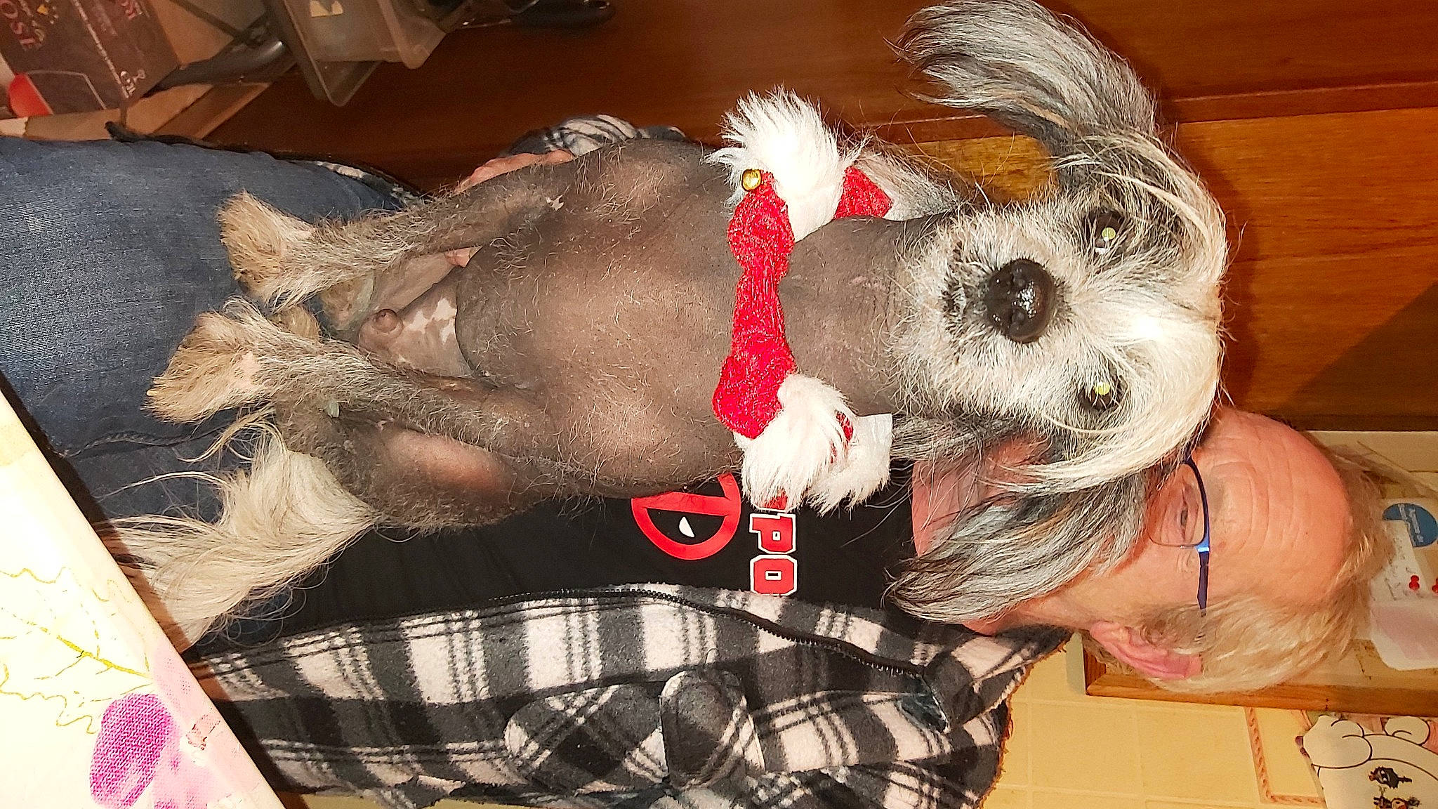 Bilou participe au concours pour gagner de l'argent avec cette photo : canidae, carnivore, collar, companion_dog, dog, dog_breed, dog_clothes, dog_collar, dog_supply, fur, love, non_sporting_group, pet_supply, plaid, small_terrier, snout, sporting_group, tartan, toy_dog, working_animal