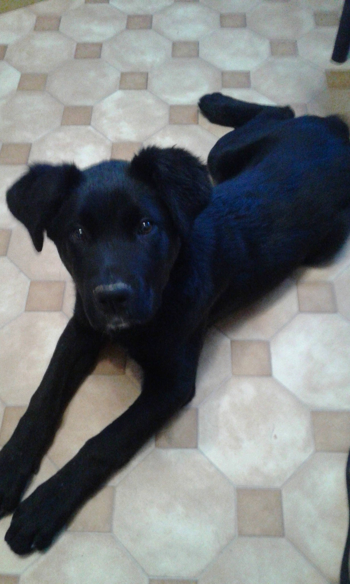 Pupuce a rejoint le concours — aidez-le/la à gagner de superbes lots ! beagador, black, borador, cane_corso, canidae, carnivore, companion_dog, dog, dog_breed, formosan_mountain_dog, guard_dog, labrador_retriever, non_sporting_group, patterdale_terrier, puppy, rare_breed_dog, retriever, snout, sporting_group, tail