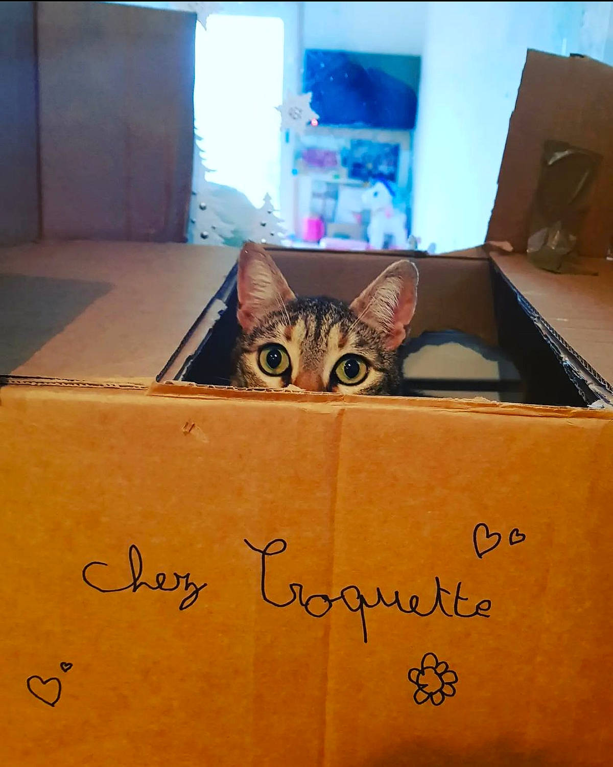 Croquette participe au concours pour gagner de l'argent avec cette photo : box, brown, cardboard, carnivore, carton, cat, fawn, felidae, flooring, font, handwriting, hardwood, packaging_and_labeling, packing_materials, paper_bag, rectangle, shipping_box, small_to_medium_sized_cats, whiskers, wood