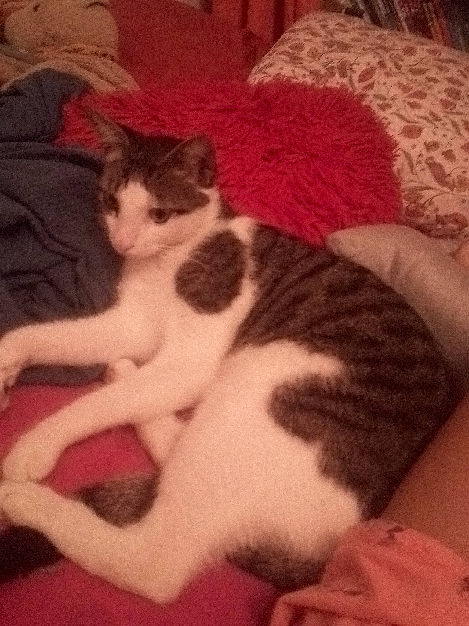 Sardine participe au concours pour gagner de l'argent avec cette photo : carnivore, cat, claw, comfort, couch, domestic_short_haired_cat, felidae, foot, fur, human_leg, lap, nail, nap, paw, room, small_to_medium_sized_cats, snout, tail, vertebrate, whiskers