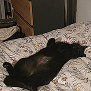 Neko a rejoint le concours — aidez-le/la à gagner de superbes lots ! animal, bed, black_cat, blanket, cat, comfort, cozy, cute, domestic_animal, feline, floral_pattern, fur, home, indoor, paw, pet, relaxed, resting, sleeping, soft