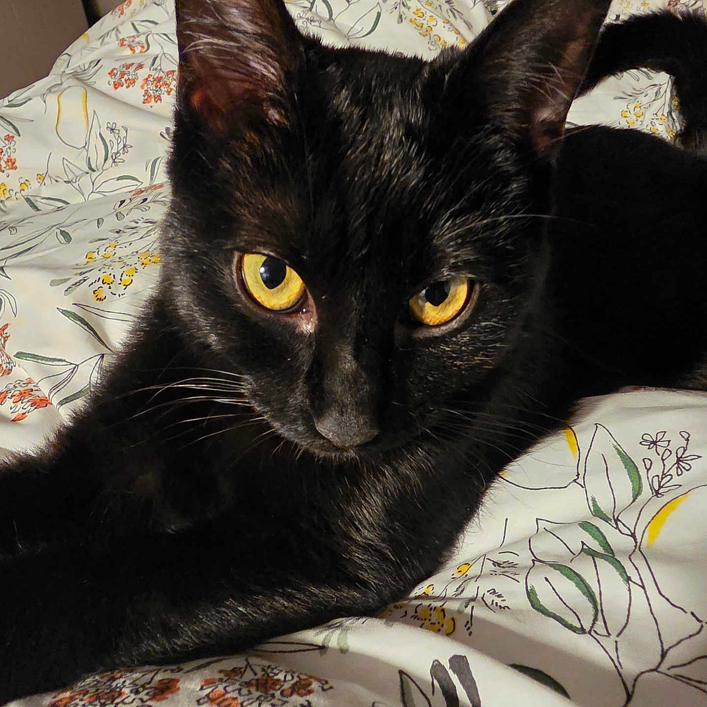 Neko a rejoint le concours — aidez-le/la à gagner de superbes lots ! animal, bed, bedding, black_cat, cat, close_up, cozy, cute, domestic_cat, ears, feline, floral_pattern, fur, indoor, looking_at_camera, pet, relaxed, sleepy, whiskers, yellow_eyes
