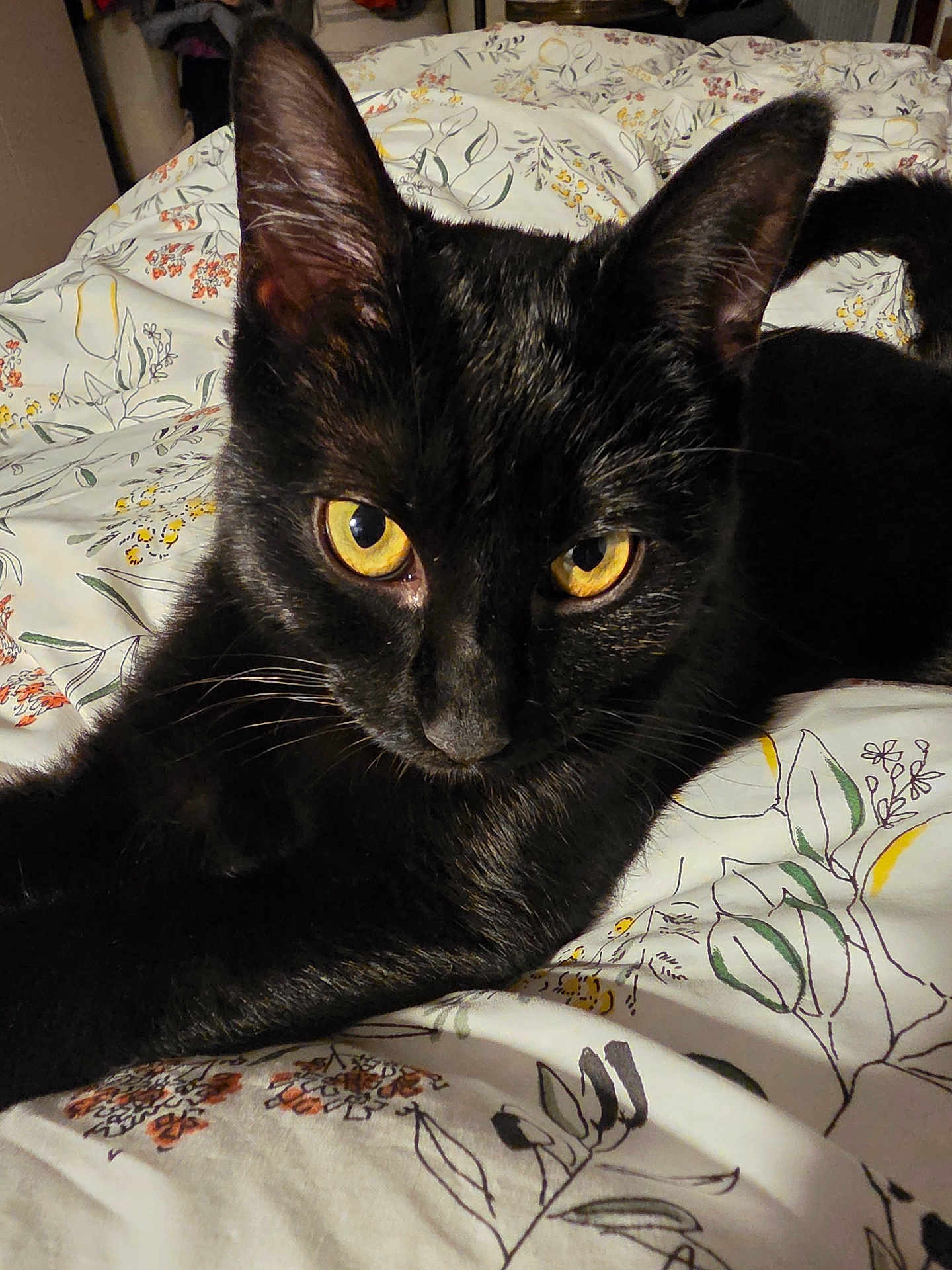 Neko a rejoint le concours — aidez-le/la à gagner de superbes lots ! cat, black_cat, yellow_eyes, pet, animal, feline, bed, bedding, floral_pattern, indoor, close_up, whiskers, ears, fur, relaxed, looking_at_camera, domestic_cat, cute, sleepy, cozy